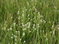Lepidium heterophyllum
