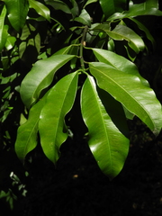 Garcinia madruno