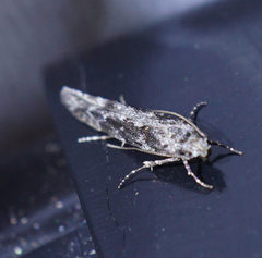 Coleotechnites florae