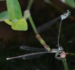 Pseudocopera ciliata