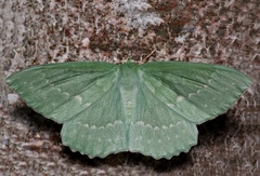 Geometra papilionaria