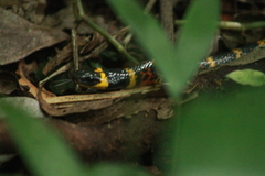 Pliocercus elapoides