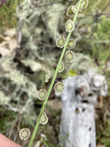 iNaturalist observation photo of sand fringepod