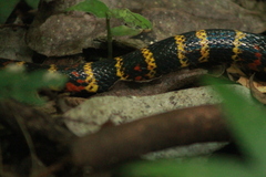 Pliocercus elapoides