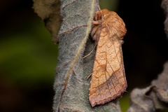 Pyrrhia umbra