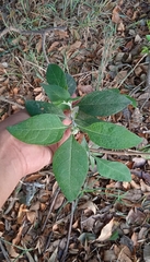 Buddleja sessiliflora