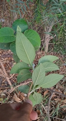 Buddleja sessiliflora