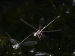 Pseudocopera ciliata