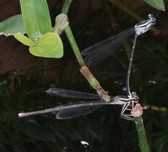 Pseudocopera ciliata