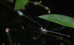 Pseudocopera ciliata