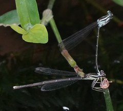 Pseudocopera ciliata