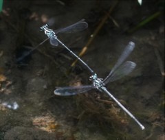 Pseudocopera ciliata