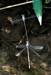 Pseudocopera ciliata