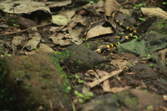 Pliocercus elapoides