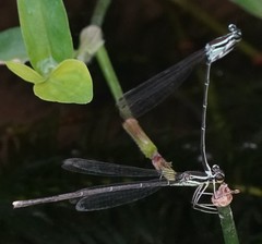 Pseudocopera ciliata
