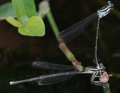 Pseudocopera ciliata