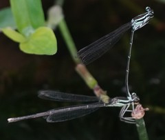 Pseudocopera ciliata