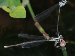 Pseudocopera ciliata