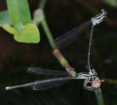 Pseudocopera ciliata