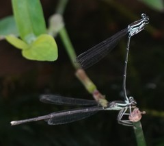 Pseudocopera ciliata