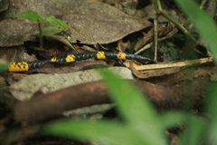 Pliocercus elapoides