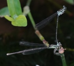 Pseudocopera ciliata