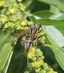 Polistes pacificus