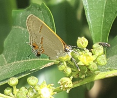 Electrostrymon hugon