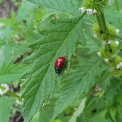 Chrysolina polita