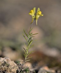 Linaria supina