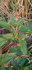 Mirabilis jalapa