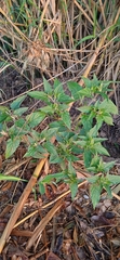 Mirabilis jalapa
