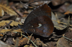Godartiana muscosa