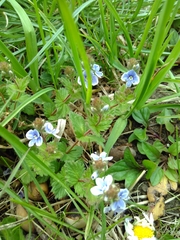 Veronica chamaedrys vindobonensis