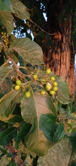 Ehretia latifolia