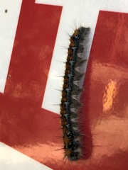 Malacosoma constricta