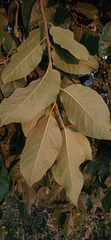 Ehretia latifolia