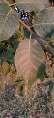 Ehretia latifolia