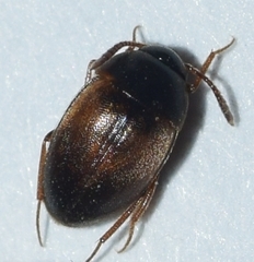Catopsimorphus
