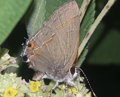 Electrostrymon hugon