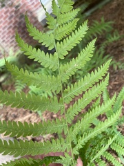Osmundastrum cinnamomeum