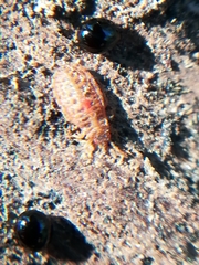 Aneurus