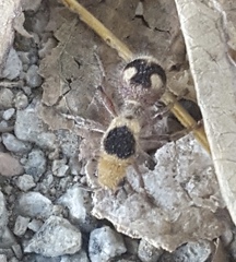 Dasymutilla sicheliana