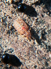 Aneurus
