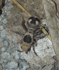 Dasymutilla sicheliana