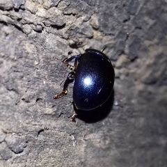 Chrysolina sturmi