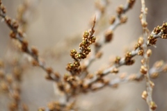 Hippophae rhamnoides