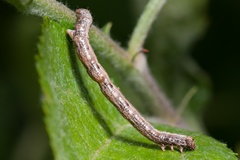 Paradarisa consonaria