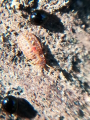 Aneurus