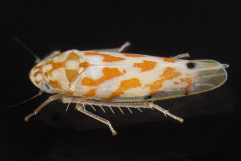 Eratoneura bigemina